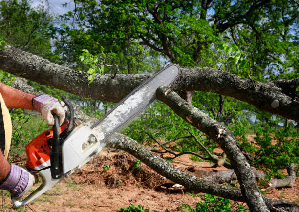 Best Firewood Processing and Delivery  in Myrtle Grove, FL